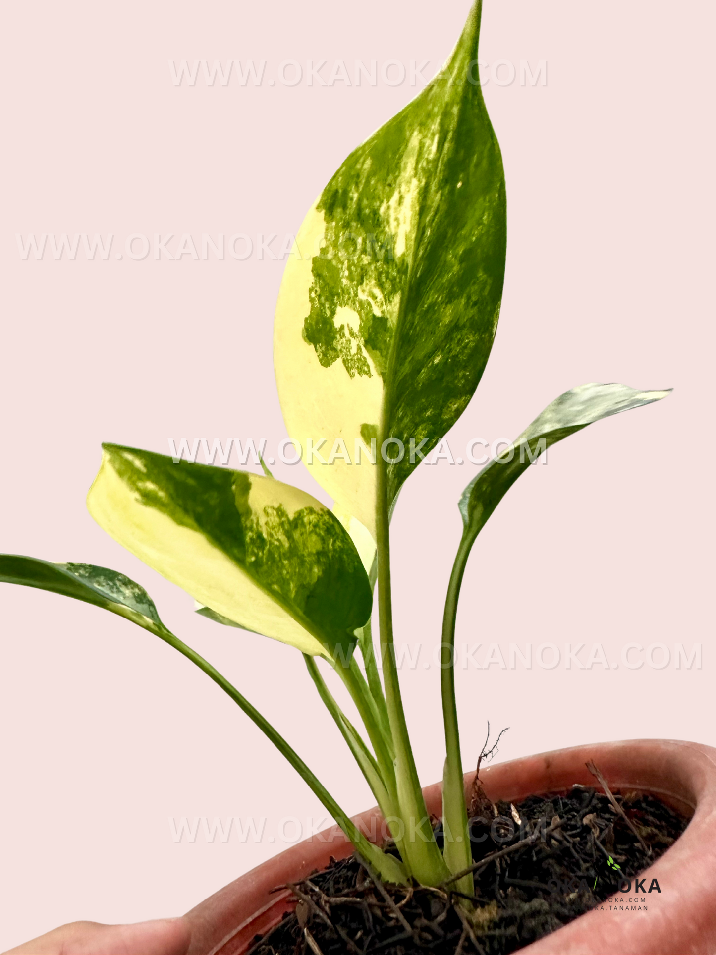 Aglaonema Suwarnabhumi, a rare variegated plant with vibrant golden-green leaves, perfect for collectors. Available at Okanoka.com with worldwide shipping.