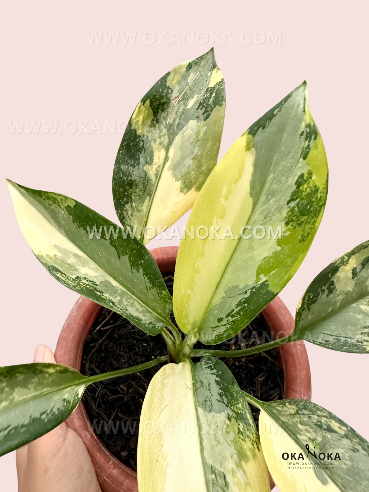 aglaonema hojas amarillas Aglaonema Suwarnabhumi