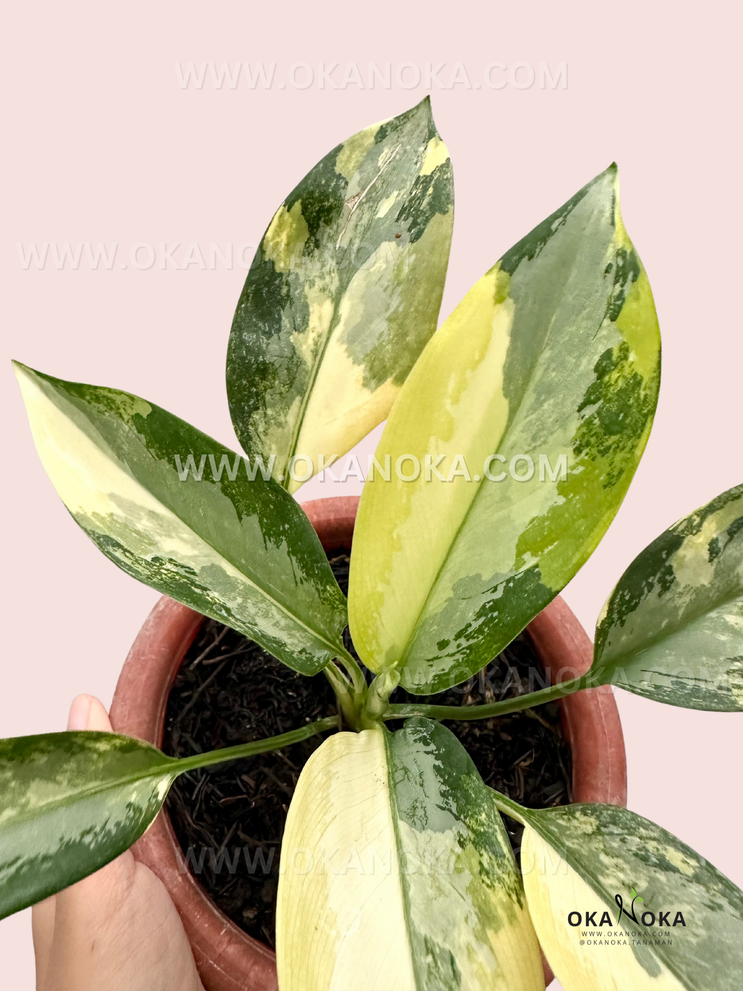 Aglaonema Suwarnabhumi, a rare variegated plant with vibrant golden-green leaves, perfect for collectors. Available at Okanoka.com with worldwide shipping.