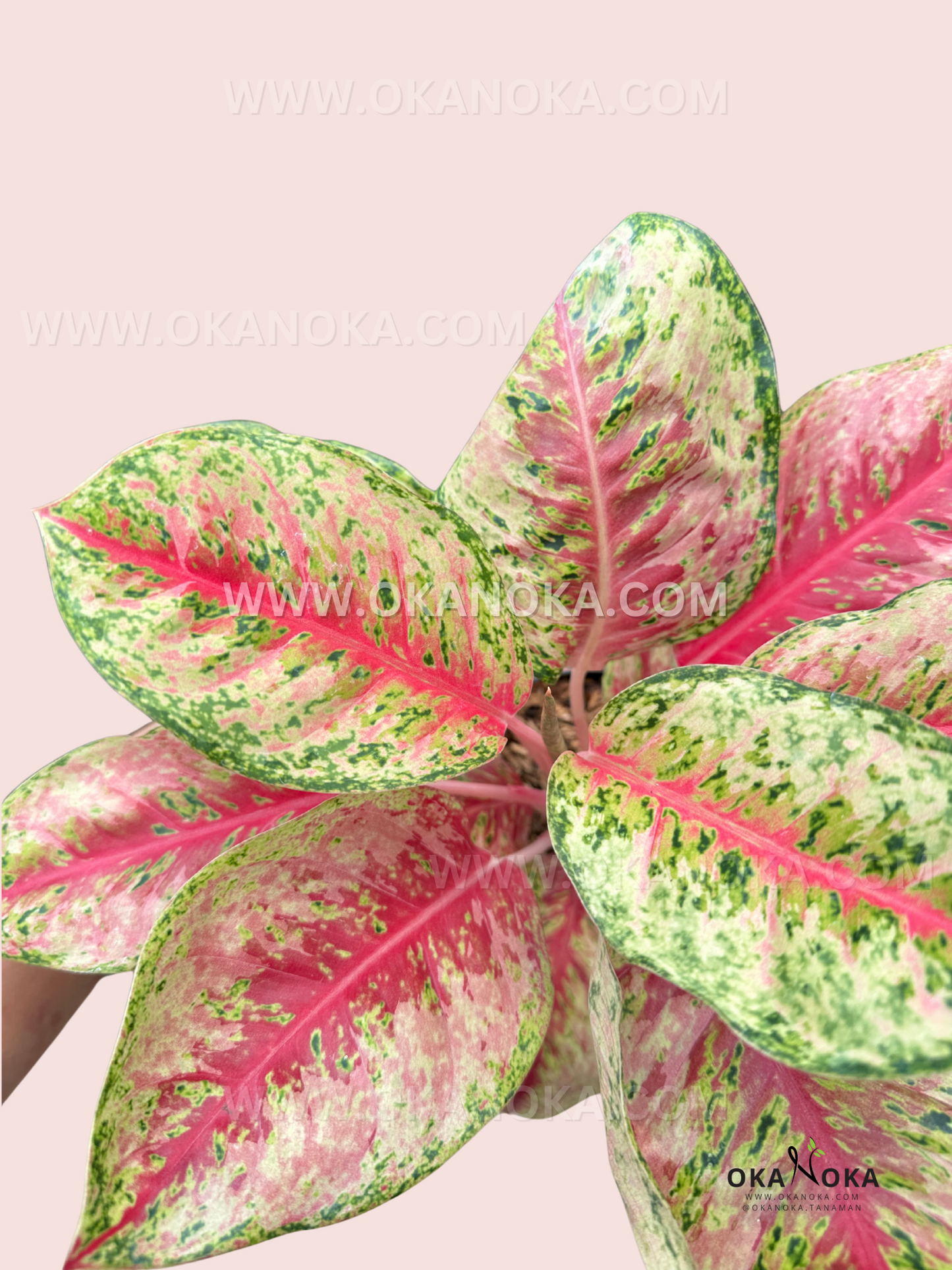 A close-up of Aglaonema Sweet Dream’s lush foliage, showcasing its vibrant blend of pink, green, and cream tones in a striking marbled pattern.