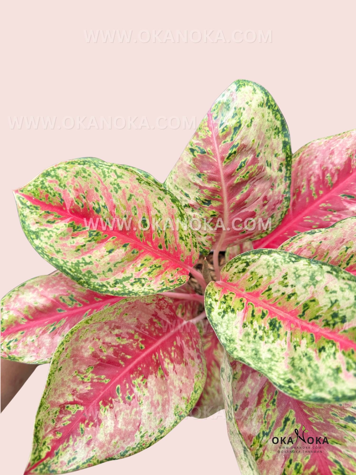 A close-up of Aglaonema Sweet Dream’s lush foliage, showcasing its vibrant blend of pink, green, and cream tones in a striking marbled pattern.