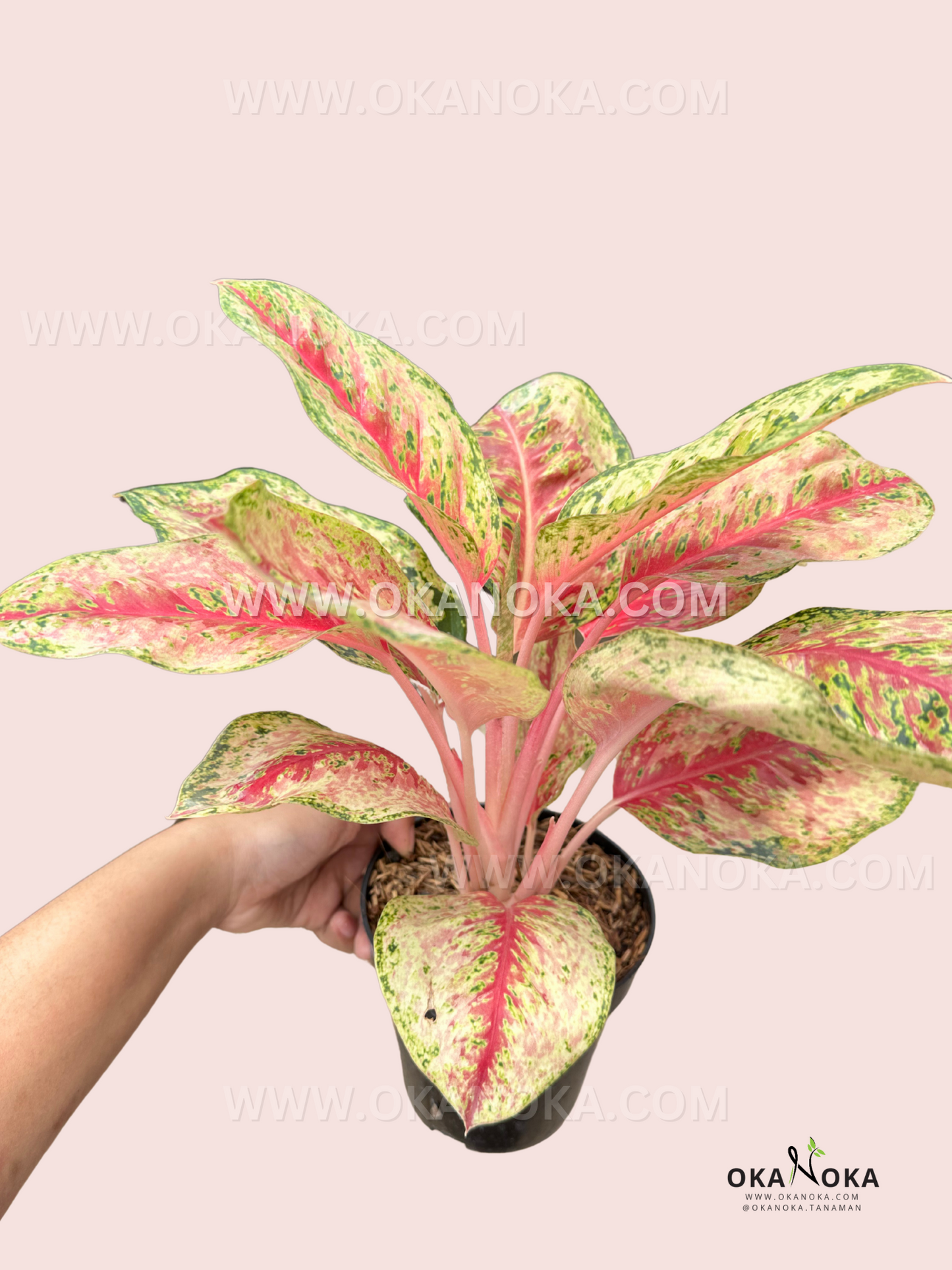 A potted Aglaonema Sweet Dream held in hand, revealing its full, symmetrical growth and colorful, variegated leaves.