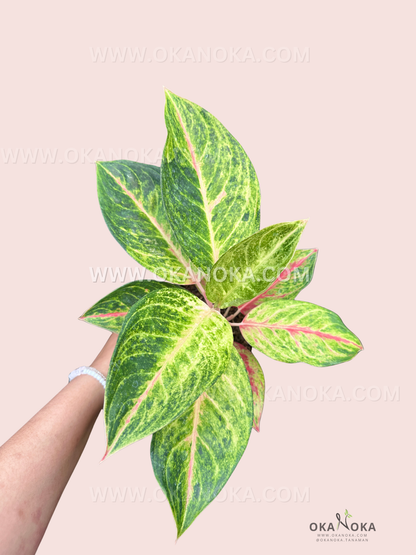 Close-up of Aglaonema Sweet Nabila showing variegated green leaves with pink midribs.