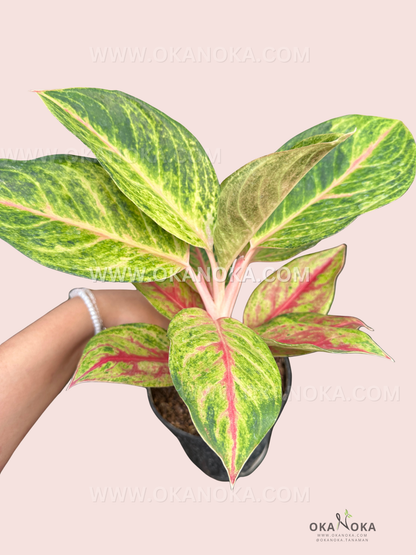Side view of a healthy Aglaonema Sweet Nabila in a black pot, showcasing leaf patterns and plant structure.