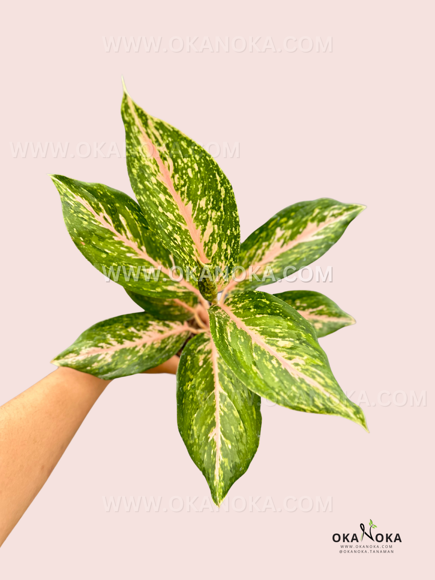 aglaonema colors Aglaonema Twinkle – Okanoka