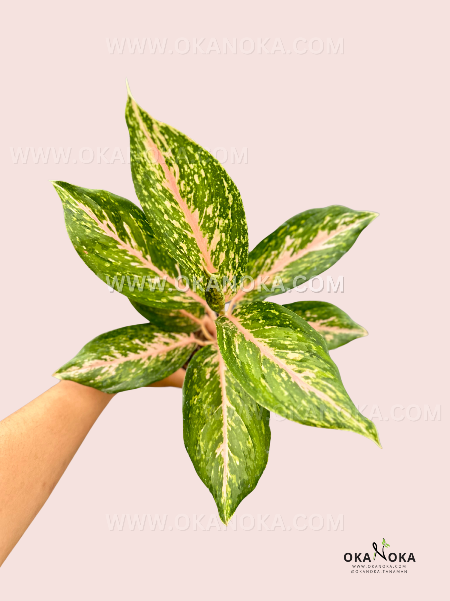 A hand holding Aglaonema Twinkle, highlighting the vibrant colors on its foliage.