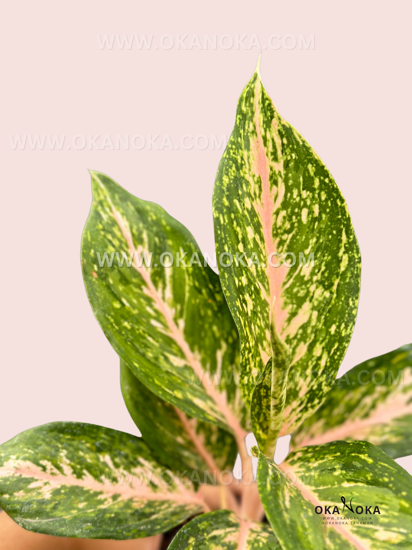 Top view of Aglaonema Twinkle showcasing its glossy green leaves with pink veins and yellow variegation.