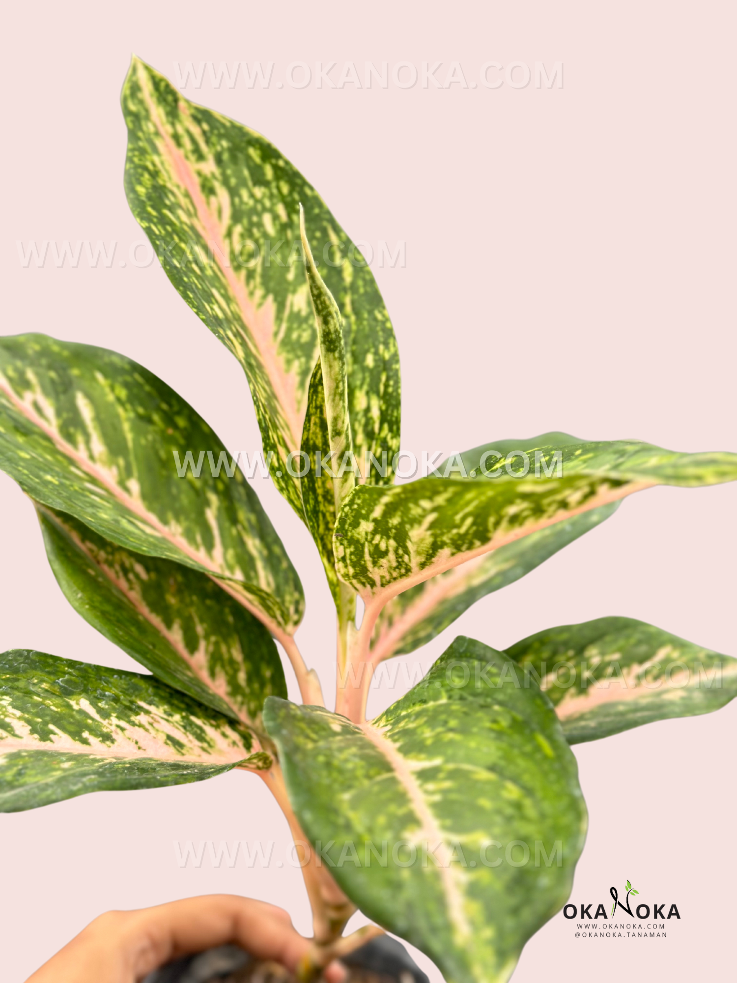 Aglaonema Twinkle's symmetrical leaf arrangement with bold, colorful patterns.