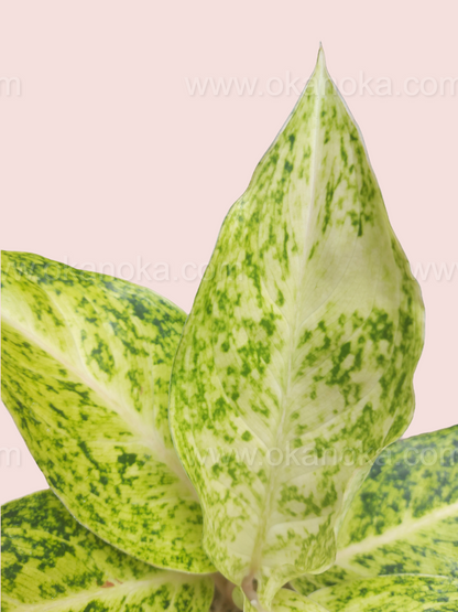 Top view of Aglaonema White Striptis showing multiple striped leaves arranged beautifully