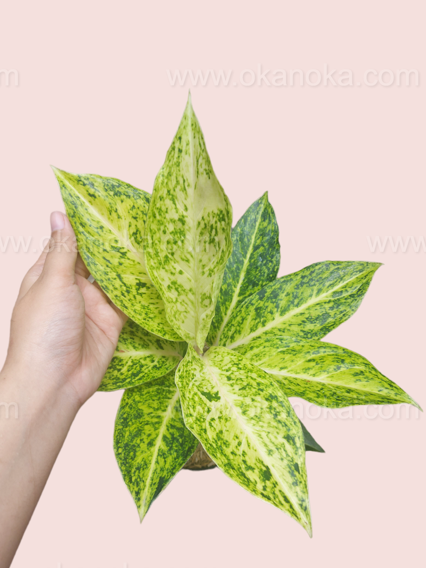 Aglaonema White Striptis with glossy green leaves and white stripes held in hand, showing leaf detail