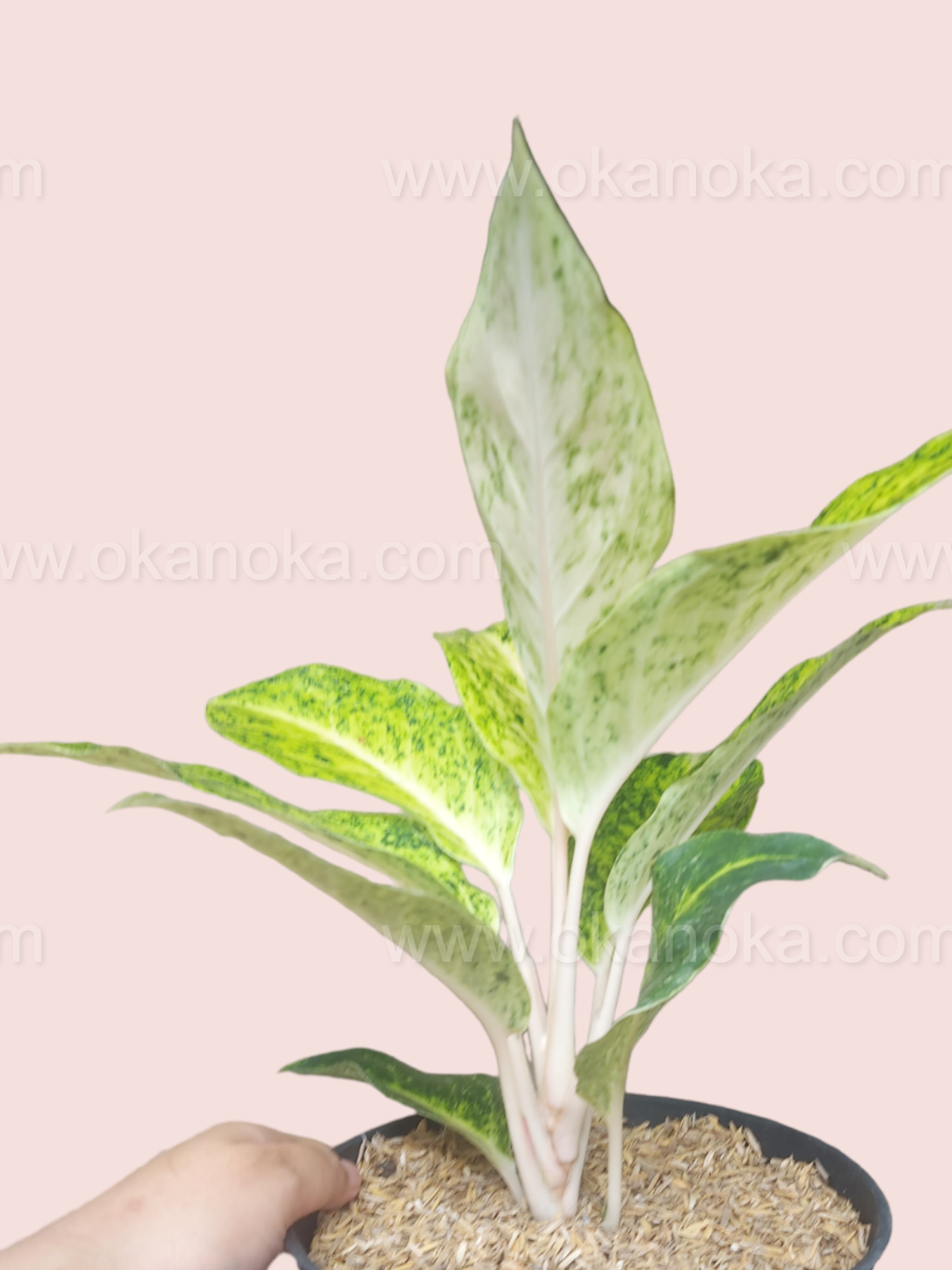 Aglaonema White Striptis in a small pot held in hand, highlighting compact growth and variegation
