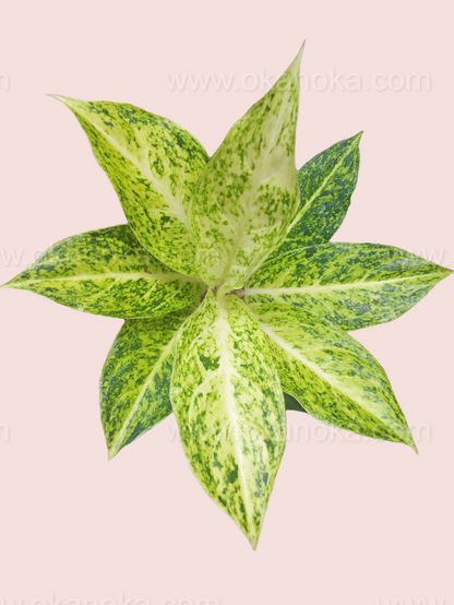 Close-up of Aglaonema White Striptis foliage with vibrant white streaks on green leaves