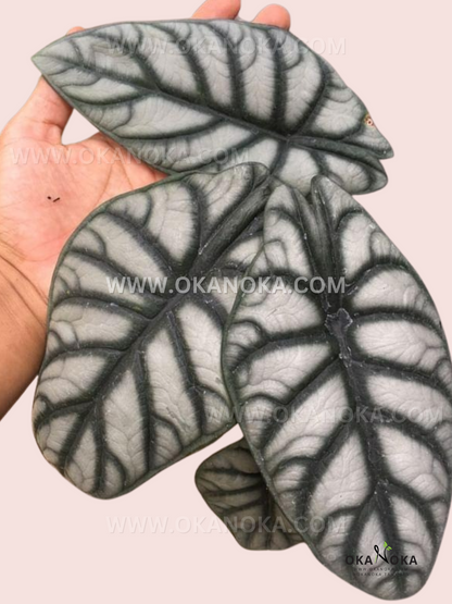 Alocasia Dragon Silver