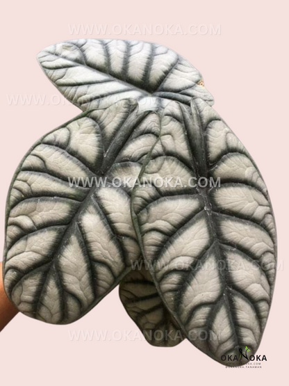 Alocasia Dragon Silver