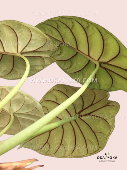 Alocasia Dragon Silver