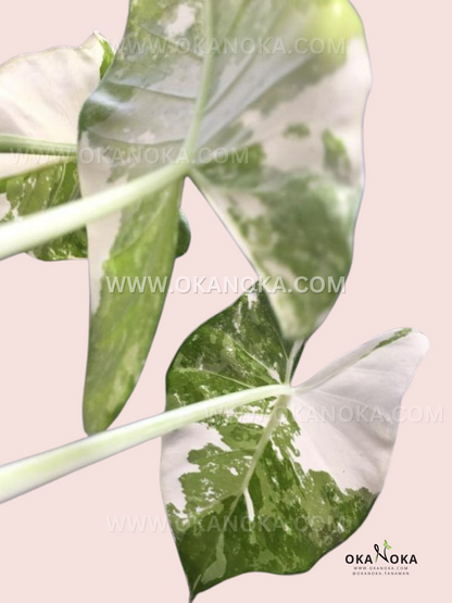 Close-up of variegated Alocasia Macrorrhiza leaves showing unique patterns and textures.