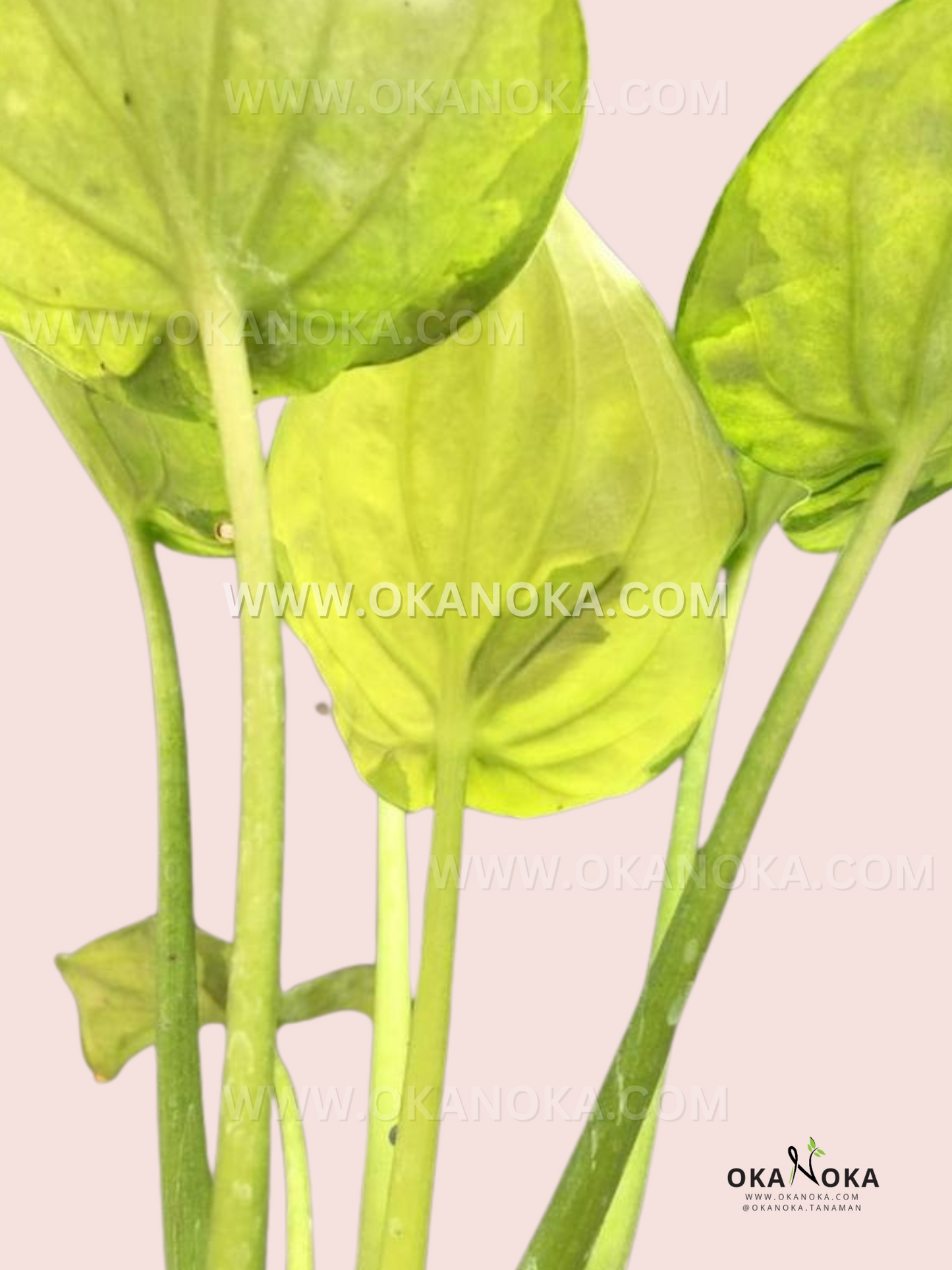 Alocasia Cucullata Variegated tropical houseplant close-up, live plant showing white and green marbled variegation on upright stems