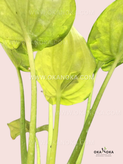 Alocasia Cucullata Variegated tropical houseplant close-up, live plant showing white and green marbled variegation on upright stems