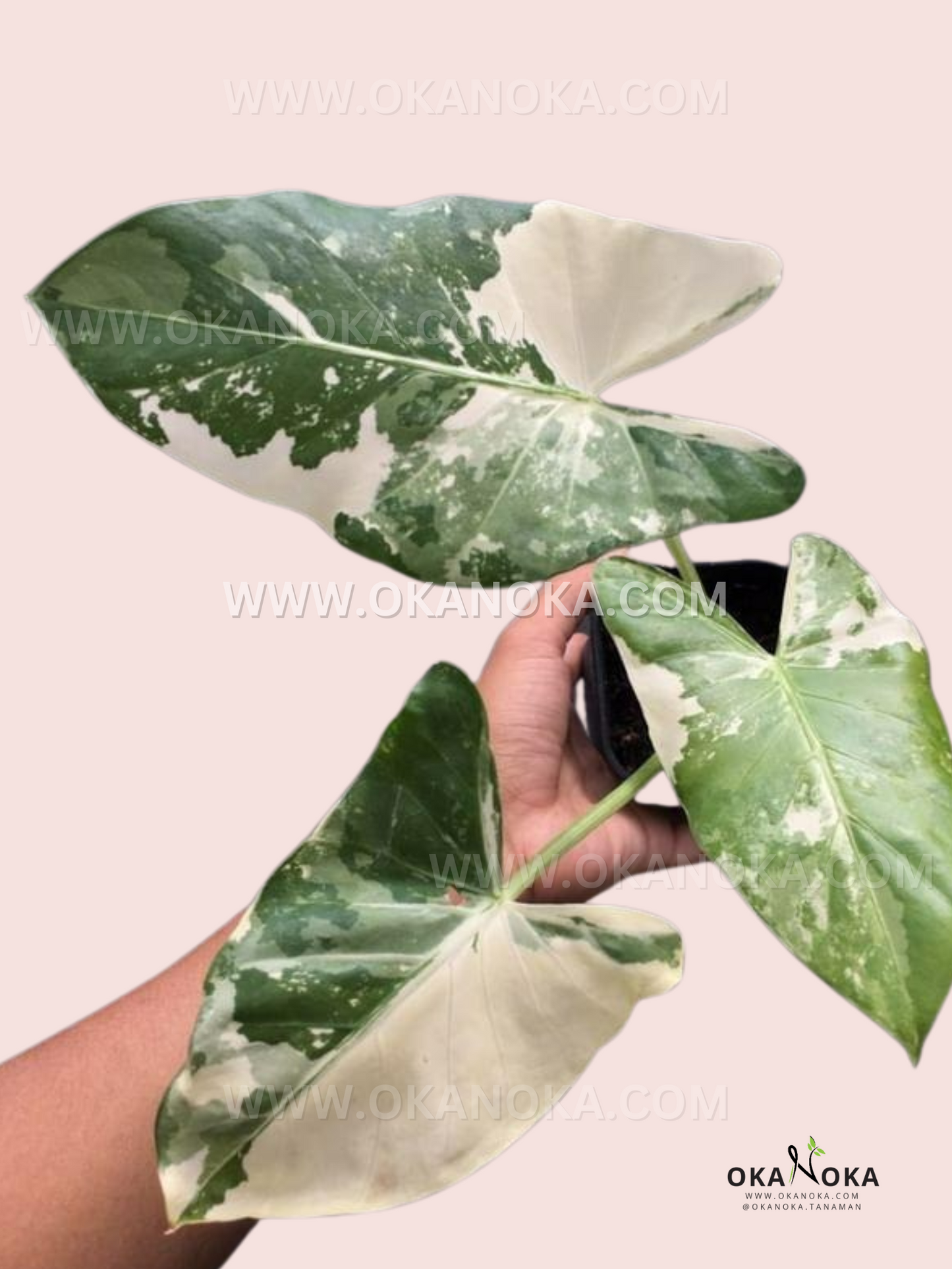 Hand holding Alocasia Macrorrhiza Variegated Small with green and creamy white variegated leaves on pink background.