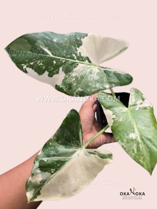 Hand holding Alocasia Macrorrhiza Variegated Small with green and creamy white variegated leaves on pink background.