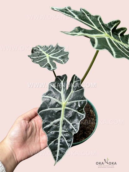 Hand holding a potted Alocasia Parasol showing parasol-shaped foliage.