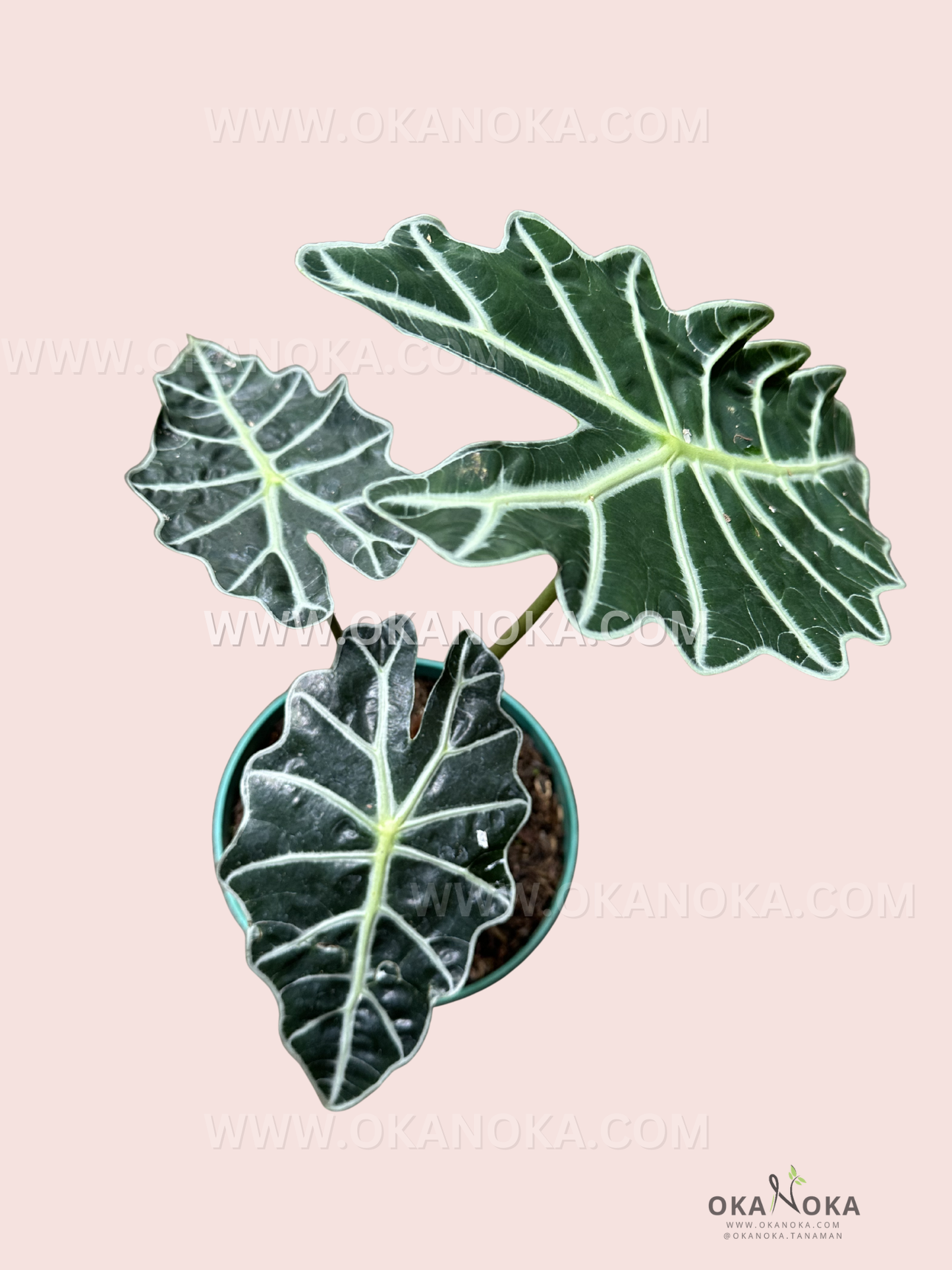 Close-up of Alocasia Parasol showing large dark green parasol-shaped leaves with prominent white veins, held in hand in black pot, soft pink background.