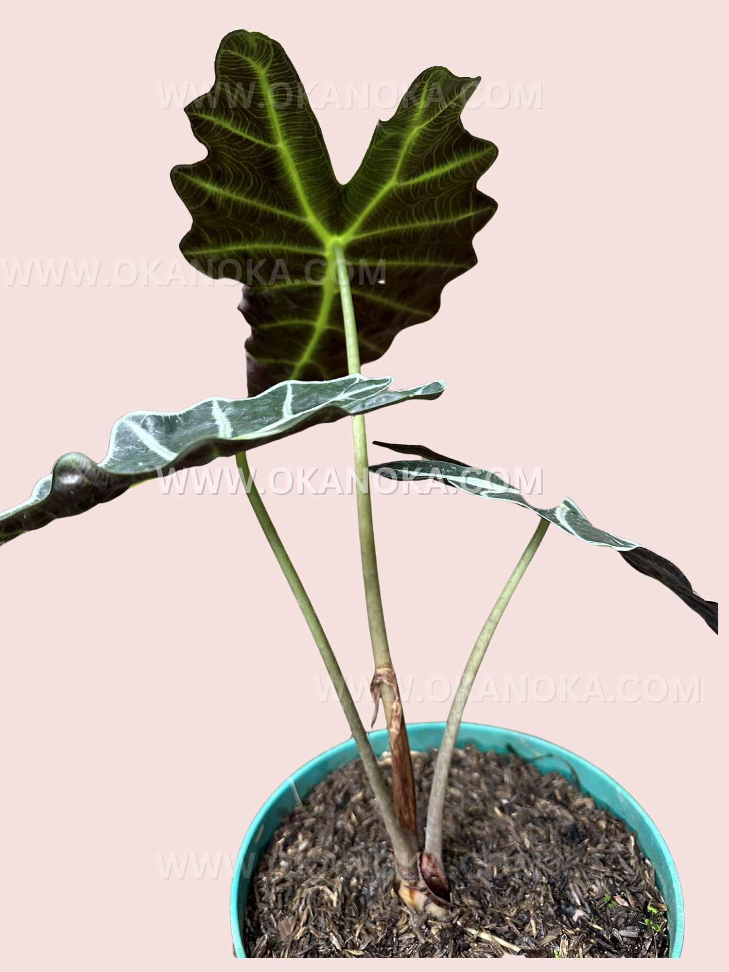 Alocasia Parasol in a pot, full view showing multiple large leaves.
