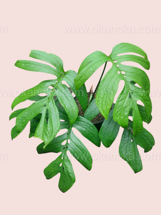 Close-up of Amydrium Green leaves highlighting their unique shape and texture.
