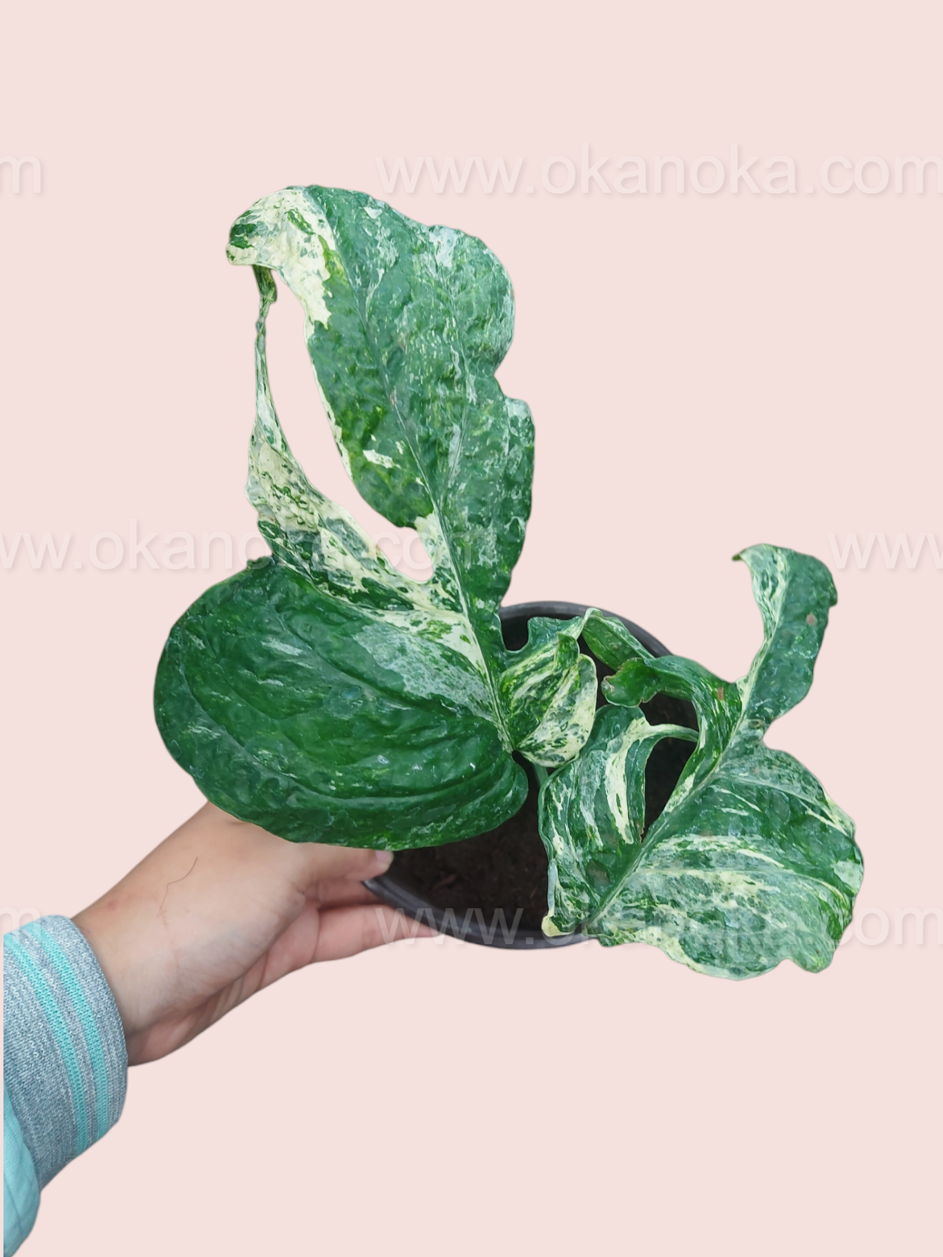 Hand holding Amydrium Zippelianum Variegated showcasing unique marbled variegation.