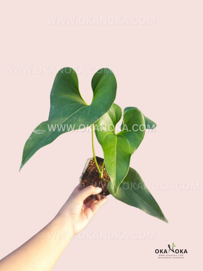 Anthurium Brownii