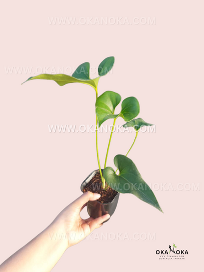 Anthurium Brownii