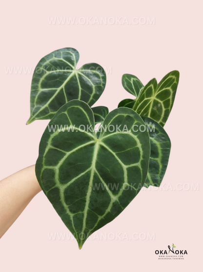 Anthurium Clarinervium