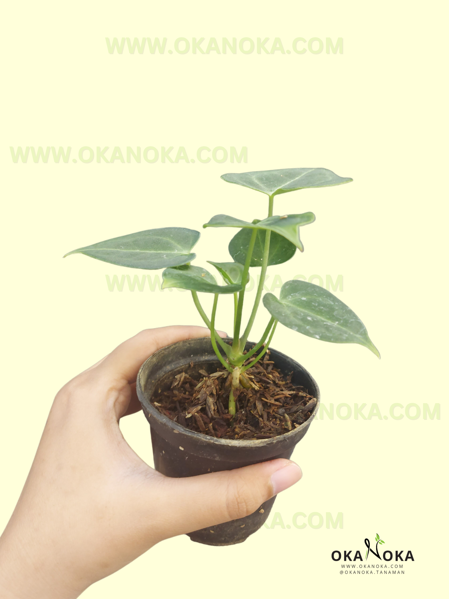 anthurium clarinervium for sale us Starter Plant Wholesale Anthurium Clarinervium – Okanoka