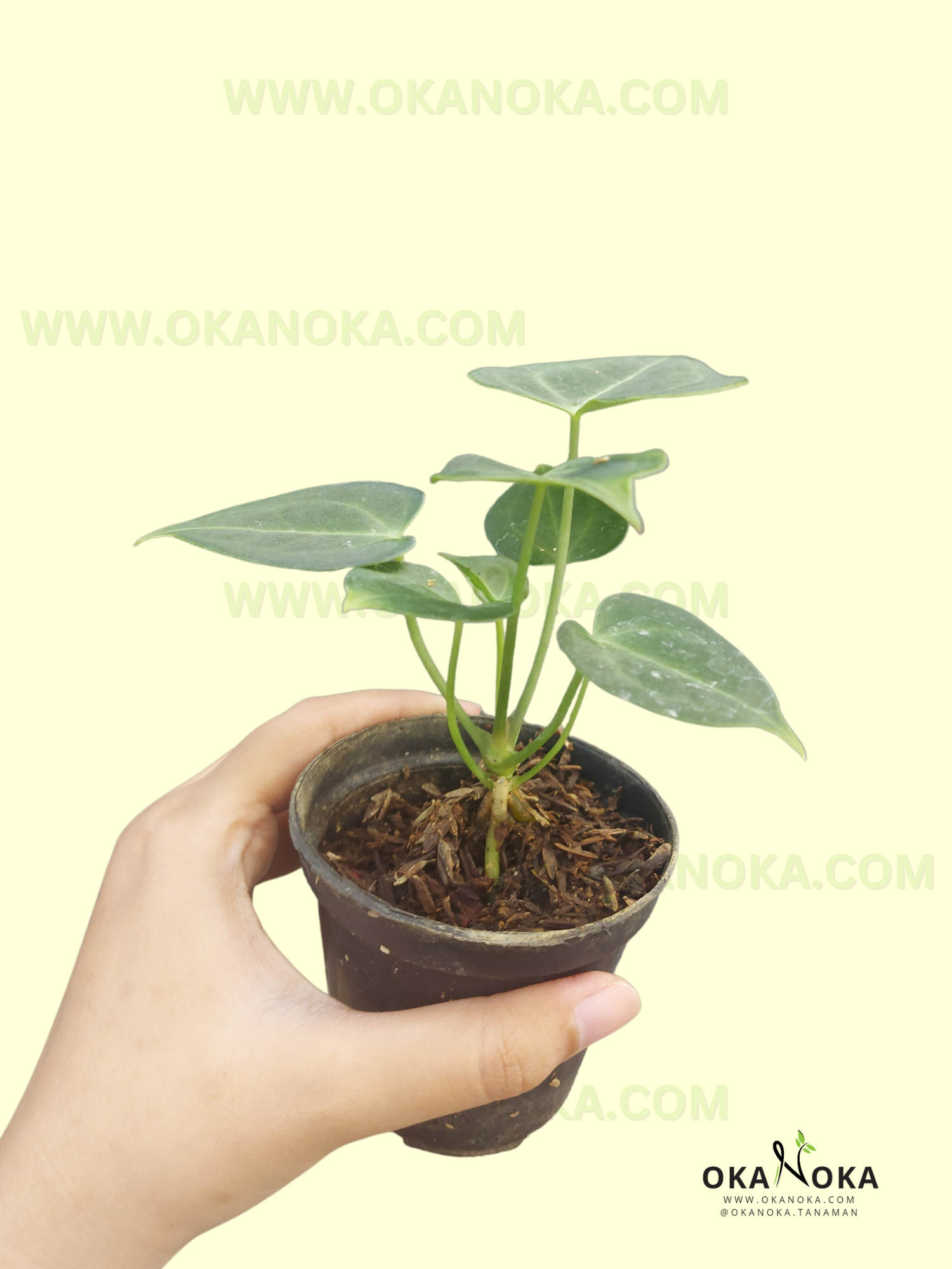 Anthurium Clarinervium starter plant