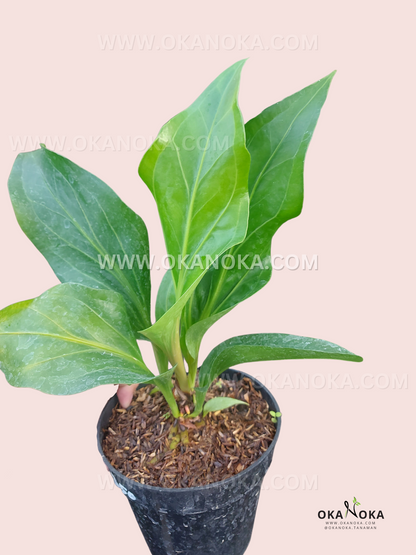 Anthurium Hookeri Obor Green anthurium renaissance