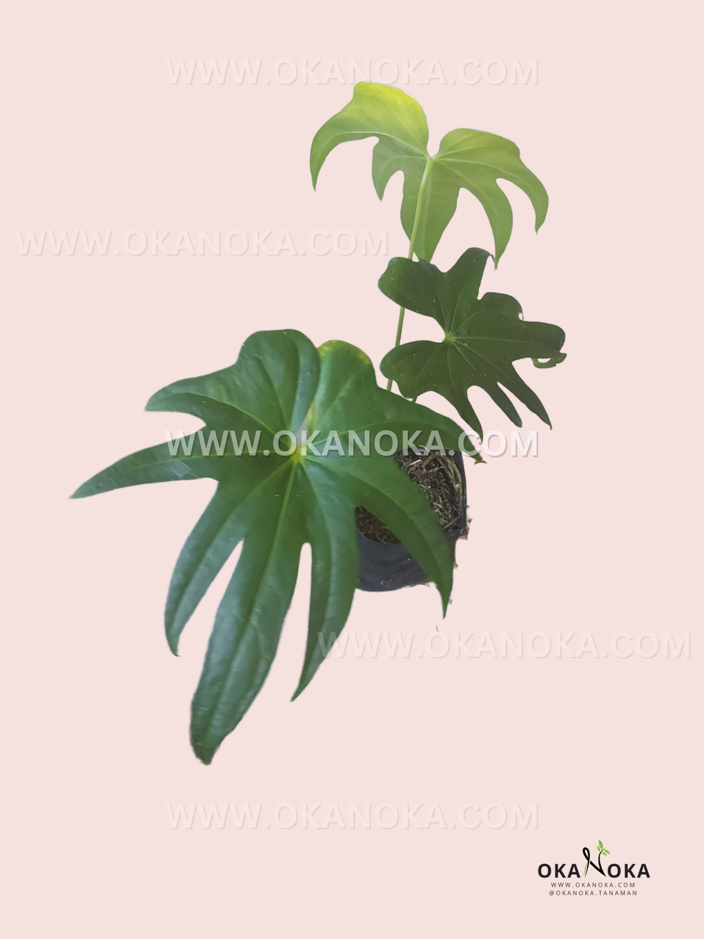 anthurium pedato Anthurium Pedatoradiatum