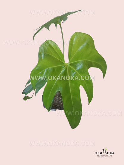 Anthurium Pedatoradiatum