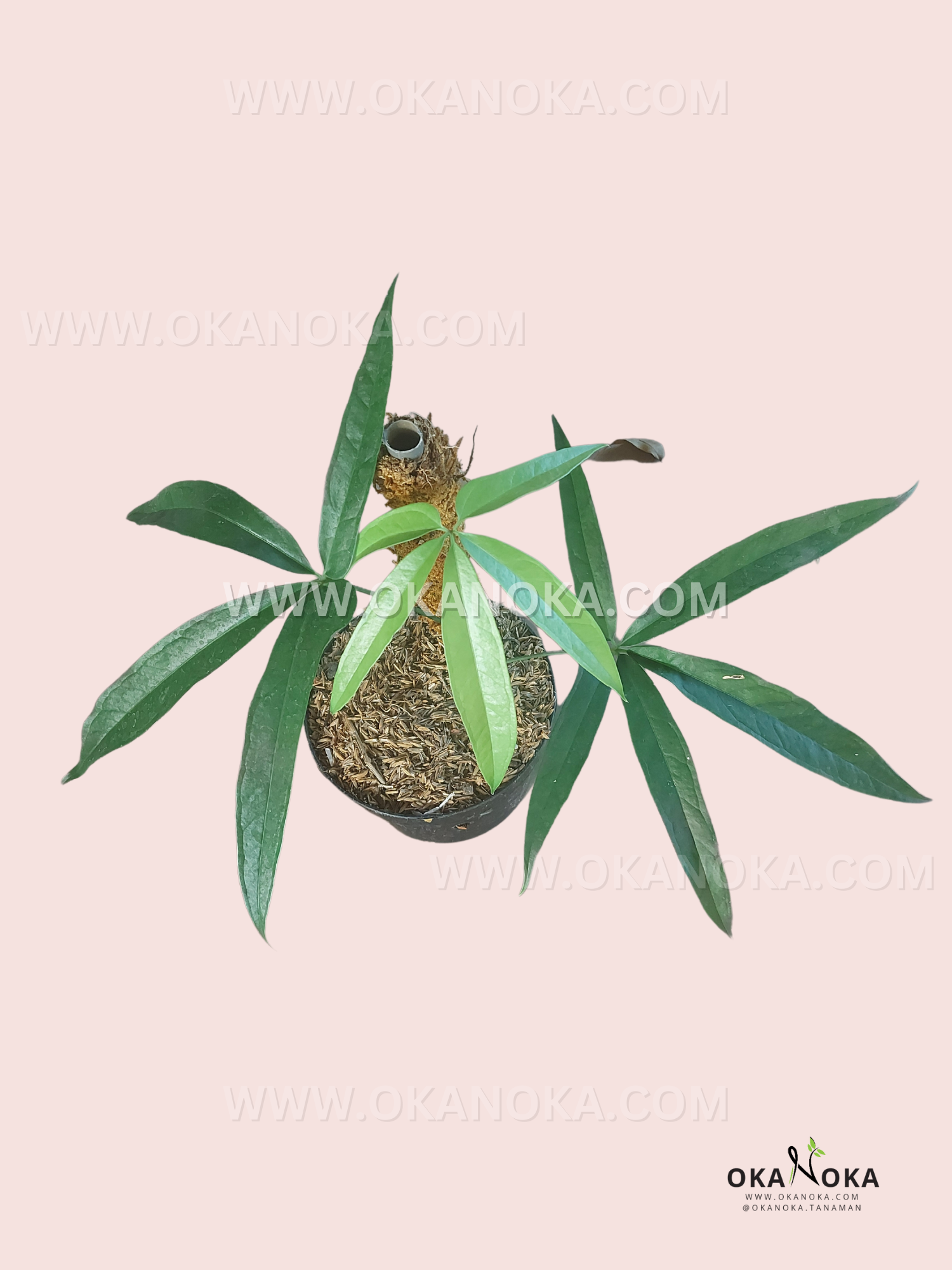 anthurium polydactylum for sale Anthurium Polydactylum