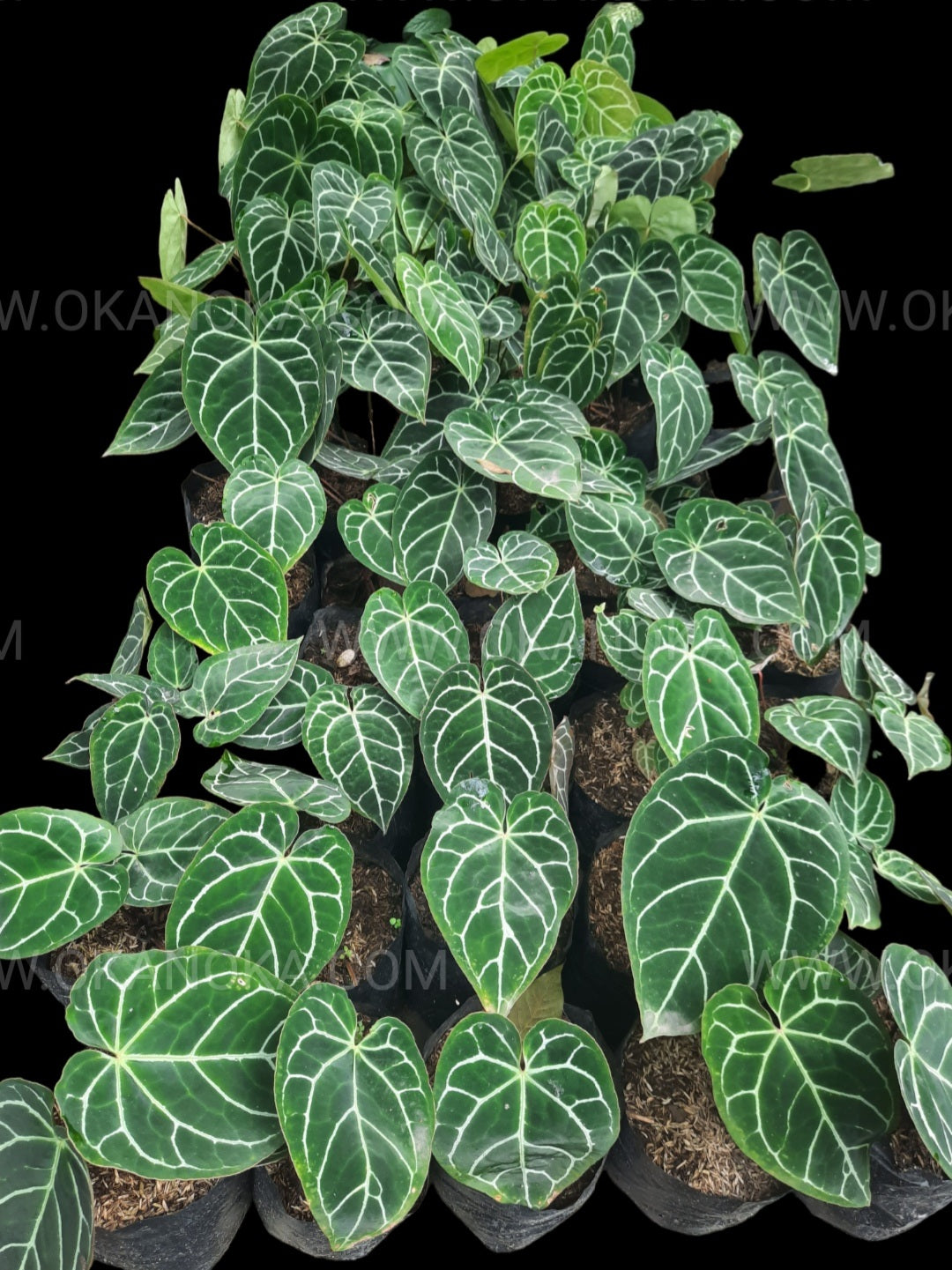 Venta al por mayor 6x Anthurium Crystallinum