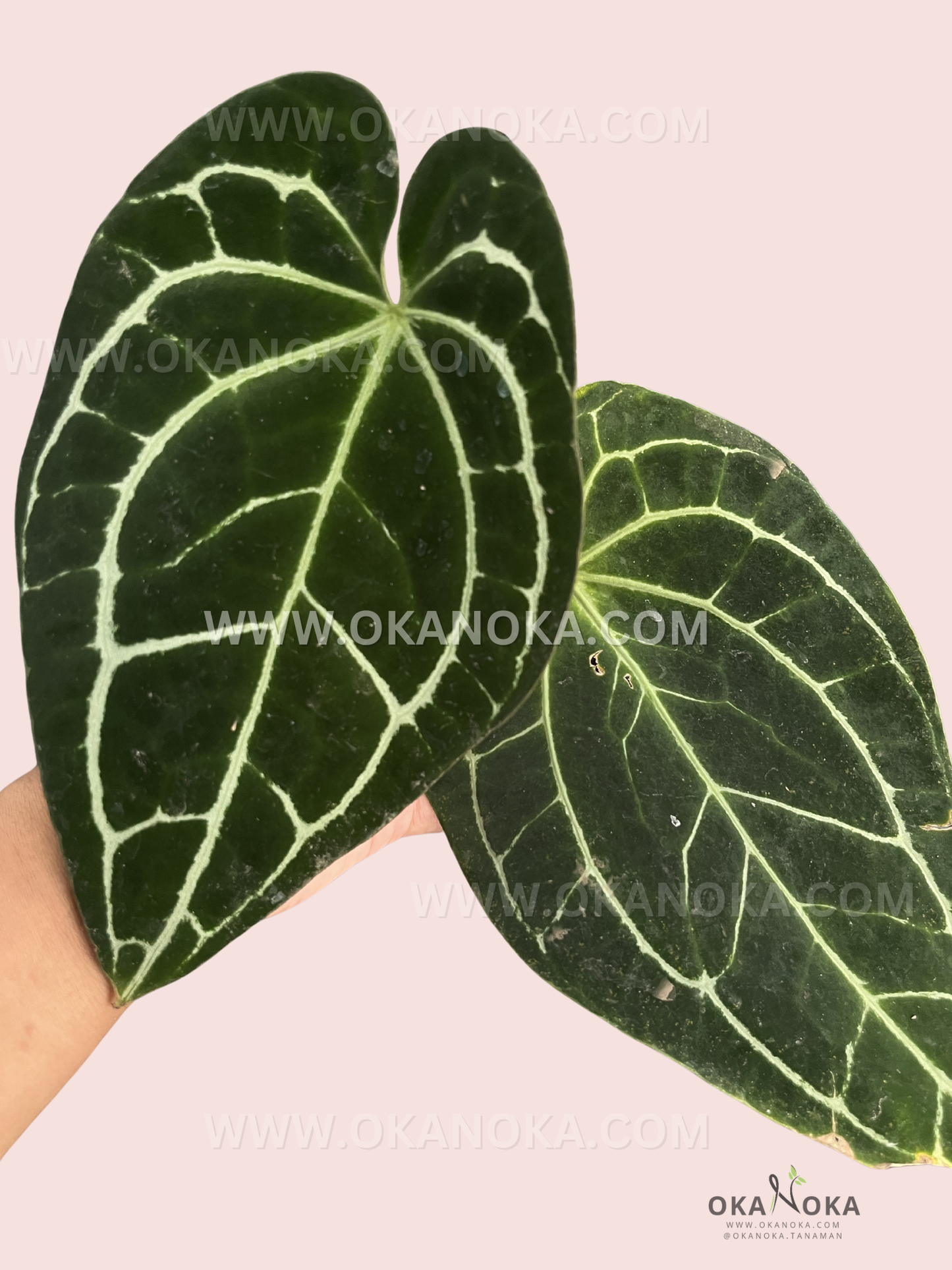 Close-up of Anthurium Crystallinum Dark Form leaves showing velvety texture and bright white veins