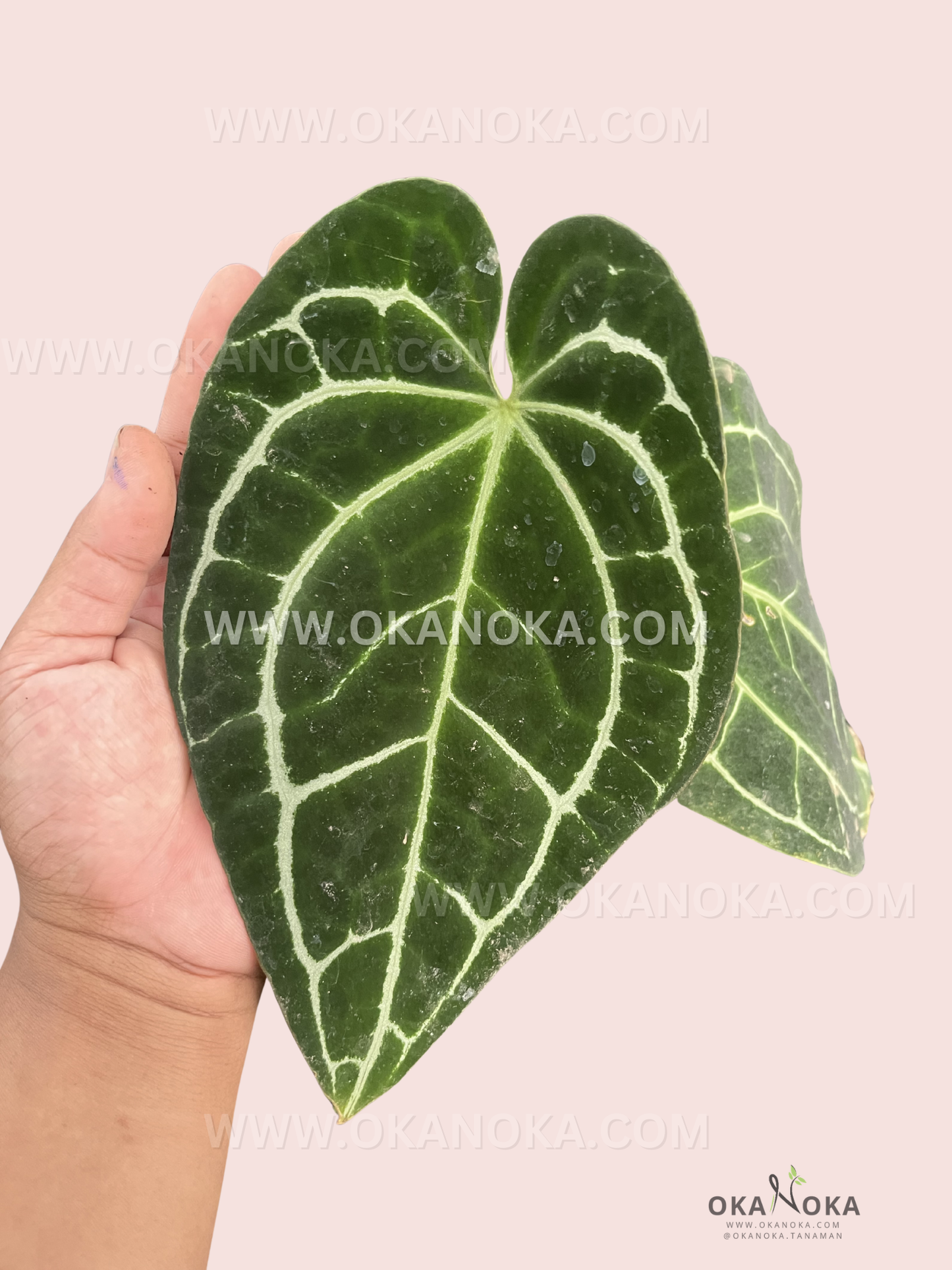 Indoor display angle of Anthurium Crystallinum Dark Form emphasizing leaf shape and vein pattern