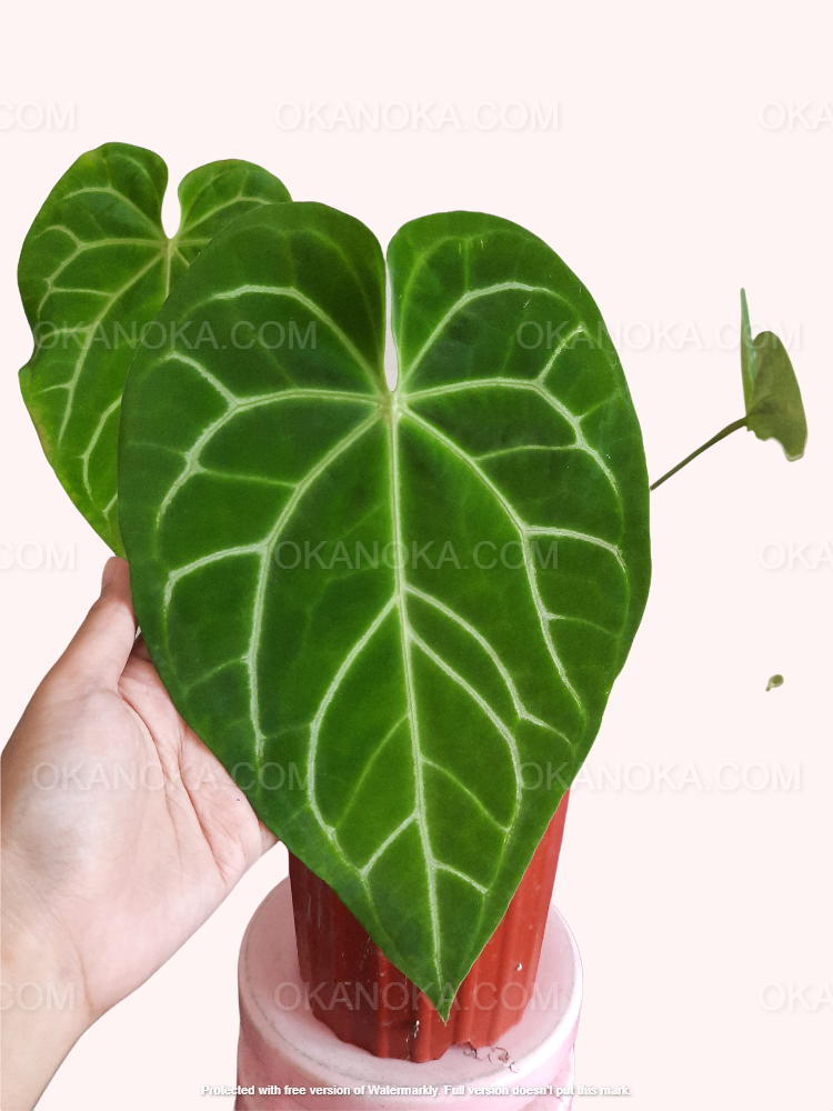 anthurium metaphysics Anthurium Crystallinum Dragon Flame Medium – Okanoka
