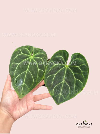 Close-up of Anthurium Crystallinum Dragon Flame heart-shaped velvety leaf with white veins.