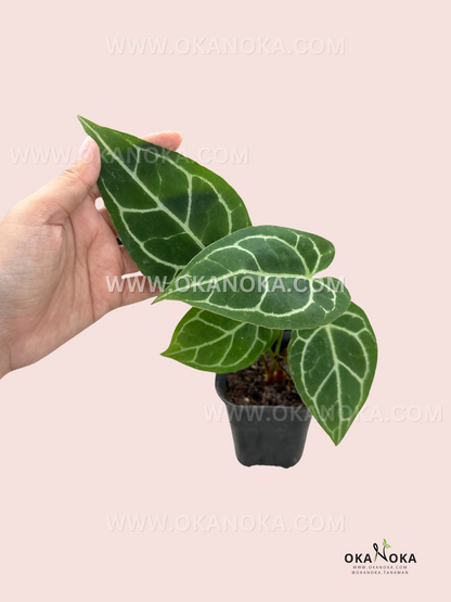 Anthurium Crystallinum Mini with velvety green leaves and striking silvery veins in a small pot.