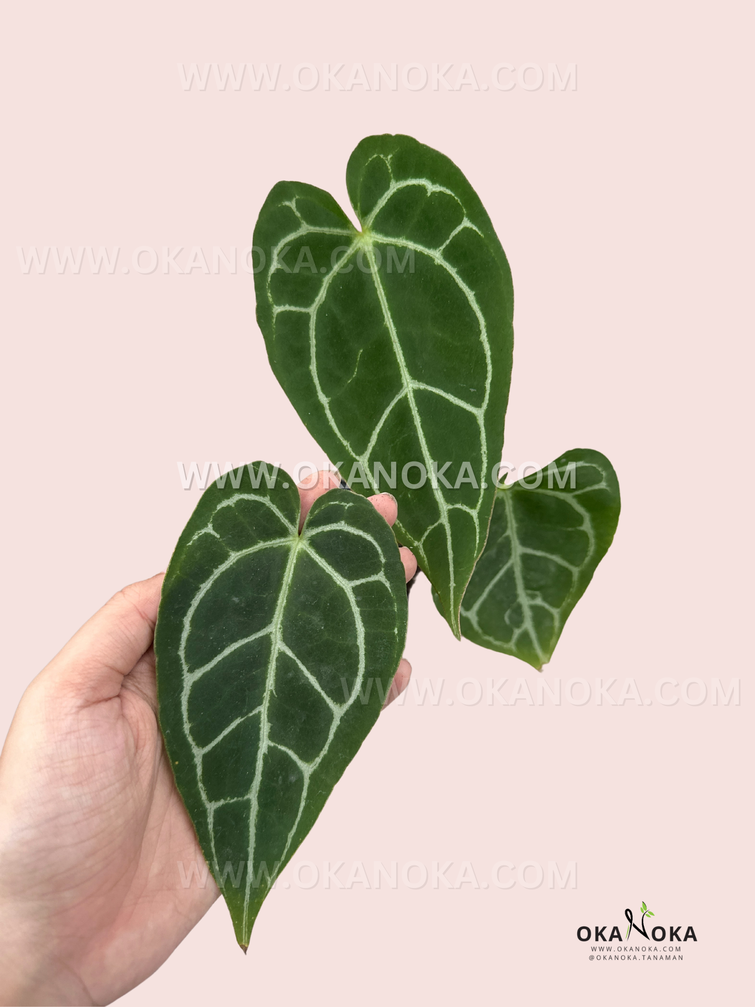 Top view of Anthurium Crystallinum Mini, emphasizing its compact growth and vibrant foliage.