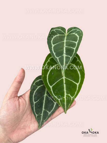 Close-up of Anthurium Crystallinum Mini leaf showcasing its velvety texture and intricate vein patterns.