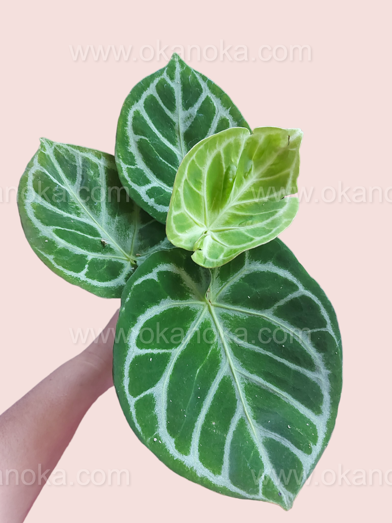 Hand holding Anthurium Dorayaki Large showcasing broad marbled leaves in a pot.