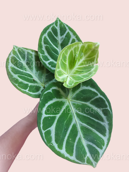 Hand holding Anthurium Dorayaki Large showcasing broad marbled leaves in a pot.