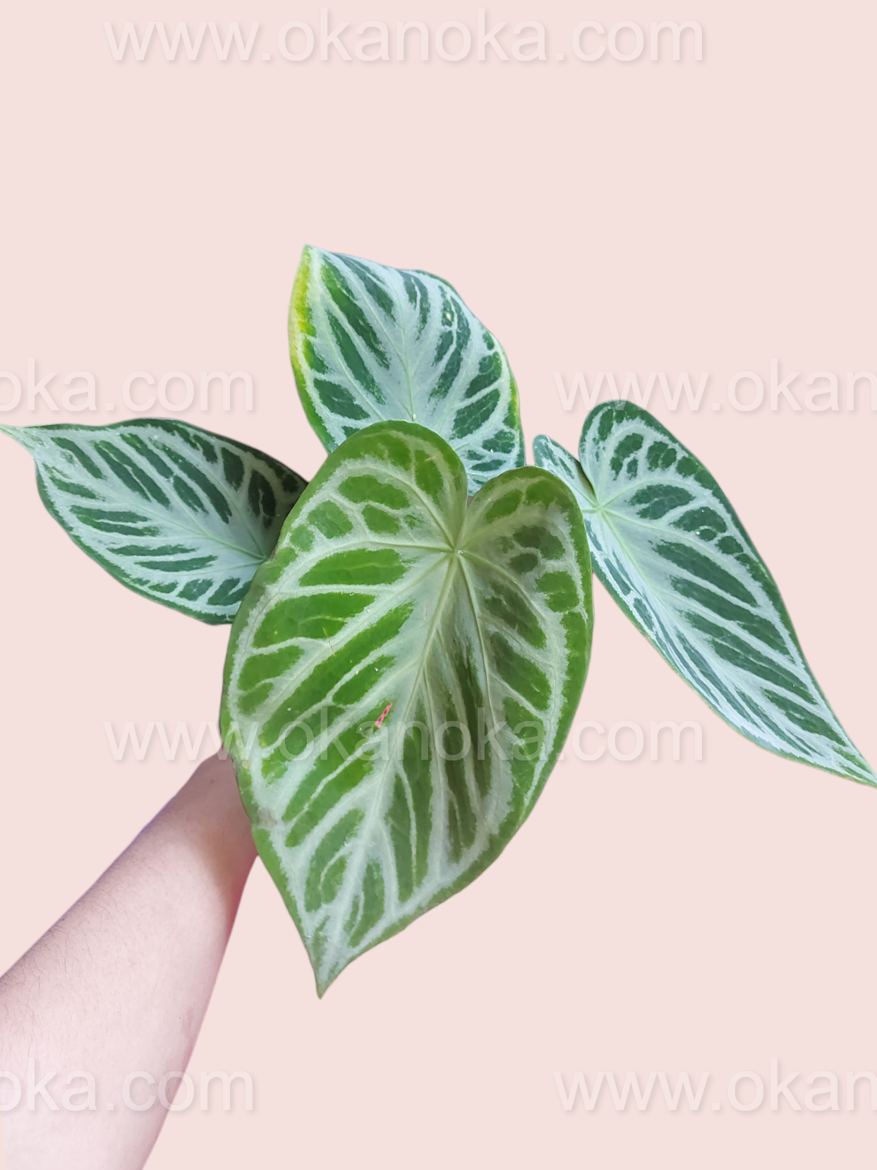 Close-up of Anthurium Dorayaki Silver leaves highlighting silver variegation and velvety texture.