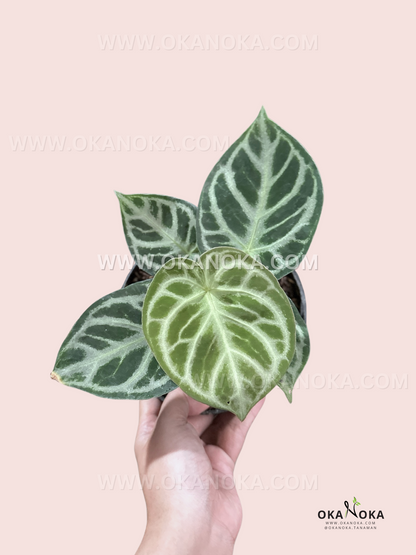 Anthurium Dorayaki Small with compact, heart-shaped glossy leaves in a small pot, held against a neutral background.